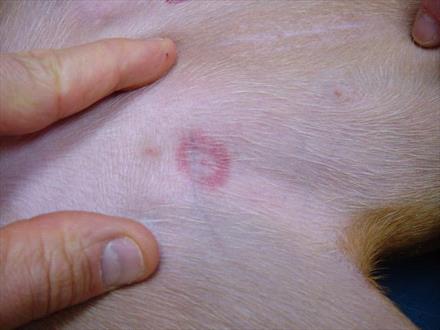 Photo of a round fly bite on a dog