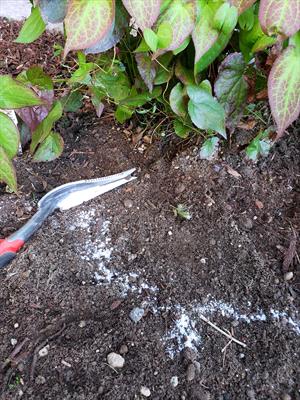 Photo of white substance showing against brown soil 
