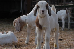 Brown and white baby goats