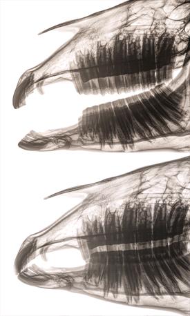 X-ray of horse head showing teeth