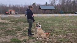 Dog sitting at standing woman's feet