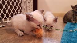 Two siamese kittens playing with a wand toy