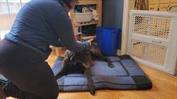 Woman in blue shirt administers ear medication to a black dog