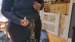 Woman in blue shirt administers eye medication to a liver-and-white colored dog