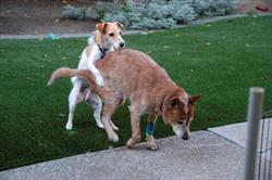Photo of a Jack Russel demonstrating the "hump" behavior, perceved as showing dominance, over a brown dog