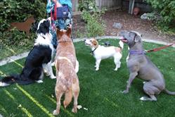 Photo of four eager and attentive dogs watching their handler