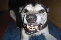 Photo of a black and white dog showing his teeth