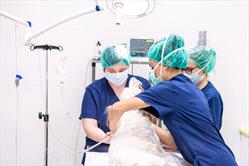 3 technicians getting dog ready for surgery, laying them on the surgical table.