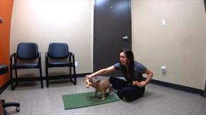 Handler holds first tug toy in front of puppy and second toy is in other hand 