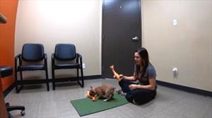 Puppy plays with one tug toy while handler holds another