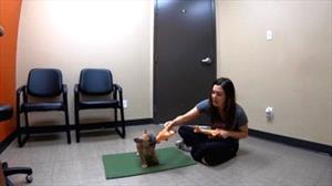 Handler shows puppy alternate tug toy