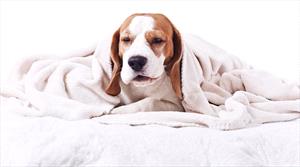 Beagle under a white blanket with tired look on face