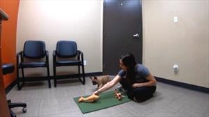 Handler places first tug toy in front of puppy 