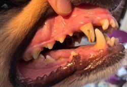 Photo of a dog's mouth showing teeth and gums