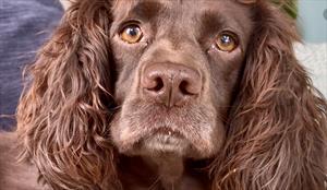 Photo image of a brown spaniel