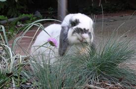 Uncaged black and white bunny eating wild grass