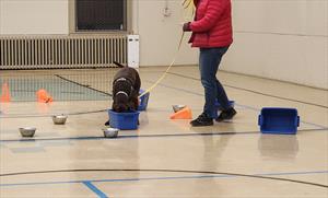 A black dog demonstrates his skills at a blue box