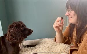 Photo image of a brown spaniel watching a caretaker hold a treat