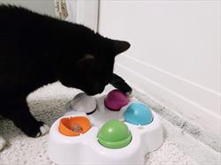 Black cat playing with a commercial cat feeding toy