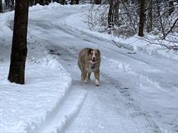 Border collie in the snow answering recall