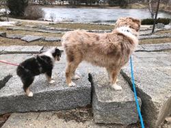 An adult border collie stands with a border collie puppy as they look out on a river