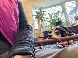 Photo of a black and white dog relaxing on a dog bed with person nearby