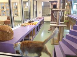 Photo image of orange and white kitty strolling through a veterinary reception office 