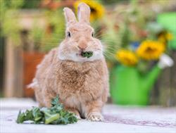 Photo of brown bunny eating green veggies 