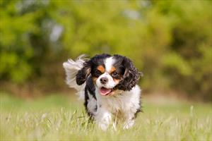 syringomyelia in dogs