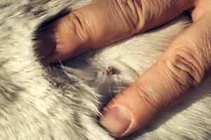 A person's hand separating fur to find a tick attached to a dog's skin. 