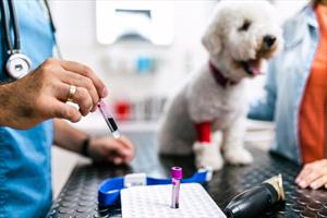 Veterinary or lab technician holding blood test tubes with white dog and owner in the background