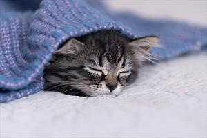 Grey and white tabby kitten sleeping under a blue blanket