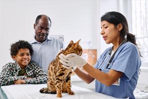 Veterinarian examining a bengal cat on an exam room table with a father and young child (owners) standing nearby.