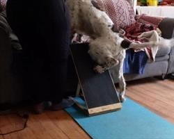 Dog with his left hind foot on nail board and right hind foot on floor