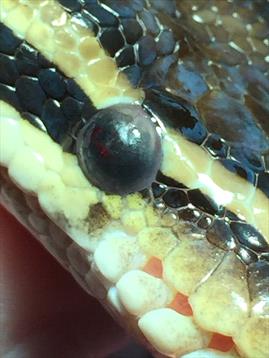 Retained Eye Caps in Snakes