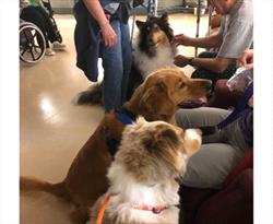 Photo of three attentive dogs watching their handler