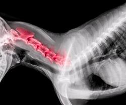 Cervical IVDD (Intervertebral Disc Disease) in Dogs - Diagnosis and ...