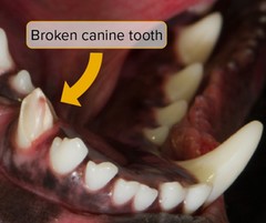 Photo image of a broken canine tooth