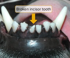 Photo image of a broken incisor tooth