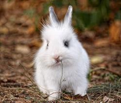 Photo of white and black bunny chewing on a grass stem 