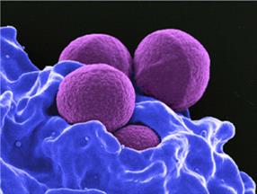 what does mrsa look like in dogs
