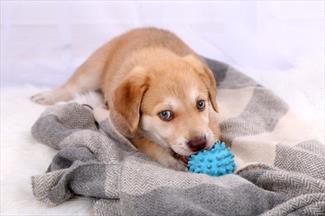 The Best Dog Enrichment Toys: According to a Veterinarian 
