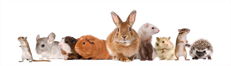 Hamsters as Pets - Veterinary Partner - VIN