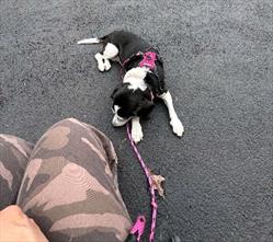 Brown and white dog relaxing on the ground in front of person
