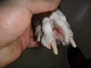 how to treat a ruptured sebaceous cyst on a dog