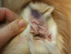 how to treat hematoma in dogs