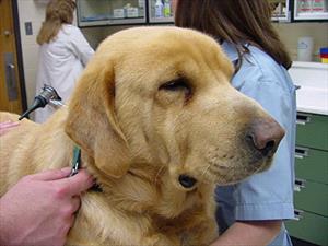 Thyroid problems in dogs allergic reactions