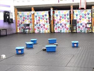 Blue boxes set up on floor ready to begin scent work