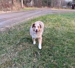 border collie on grass answering recall