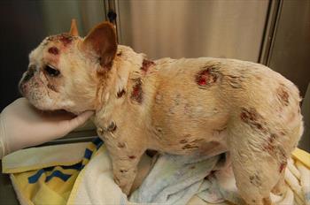 Lymphoma In The Skin Of Dogs Veterinary Partner Vin